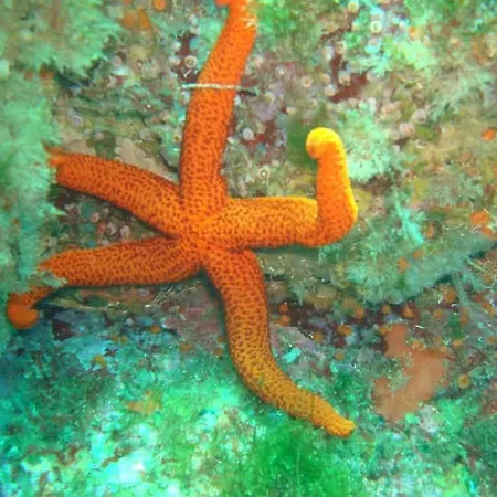 アパート Tininha Da Ilha - Escape ペニシェ