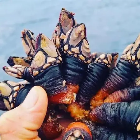 Tininha Da Ilha - Escape Daire *